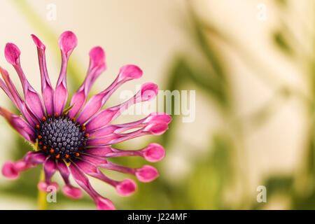 Blume. Optisch ansprechende Herbers. Whirligig Sorte. Lavendel-lila Scheibe mit orangefarbenen Akzenten ist umgeben von rosa Löffel-wie Blütenblätter. Stockfoto