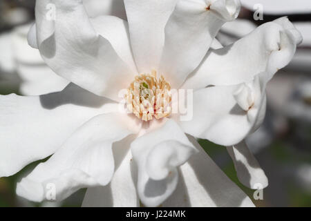 Blume. Atemberaubende weiße Stern-Magnolie Blume in Nahaufnahme, papierartigen Blütenblätter oder Blütenhüllblätter auf einem hellen, sonnigen Frühlingstag in Toronto, Ontario Kanada Stockfoto