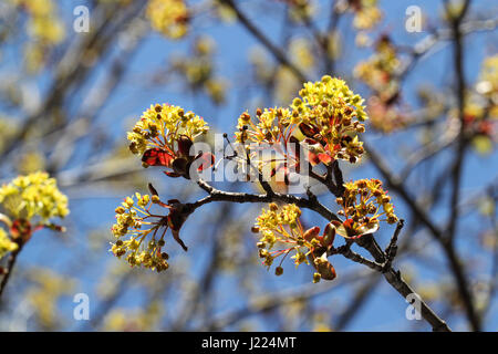 der Frühling ist endlich da. Ahornbäume in Blume auf einem hellen, warmen Frühlingstag. Knospen, Blüten und Zweigen gegen graue Zweige und blauer Himmel. Stockfoto
