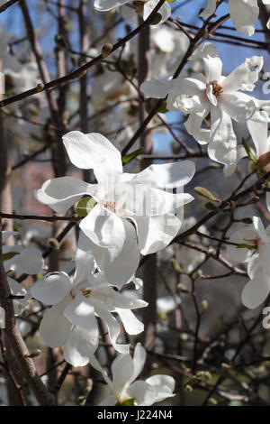 Vorfrühling im Stadtgarten. ein Ausbruch von brillant weiße Blüten auf einem Stern-Magnolie-Busch. blauer Himmel, Zweige und Gebäuden im Hintergrund. Stockfoto