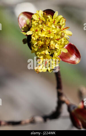 Zeichen des Frühlings. Nahaufnahme von roten Ahorn Baum Knospen platzen in Blume Bühne am Ende einer einzigen Filiale. männliche und weibliche Blüten erkennbar. Stockfoto