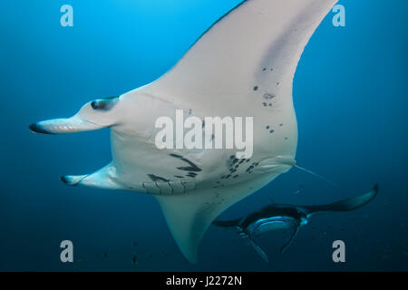 Zwei Reef Manta Ray (Mobula alfredi, Alfred Manta) schwimmt im Wasser, Indischer Ozean, Malediven Stockfoto