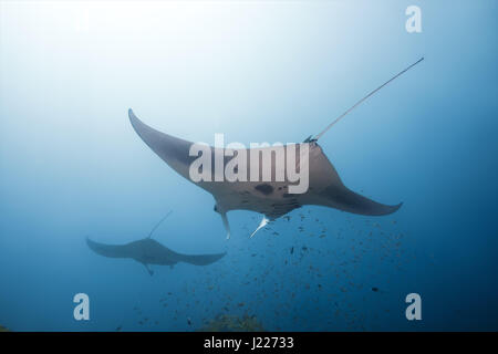 Zwei Reef Manta Ray (Mobula alfredi, Alfred Manta) schwimmt im Wasser, Indischer Ozean, Malediven Stockfoto