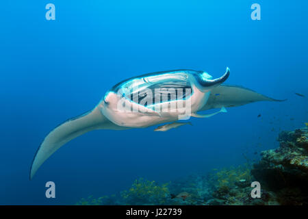 Reef Manta Ray (Mobula alfredi, Alfred Manta) schwimmt im Wasser, Indischer Ozean, Malediven Stockfoto