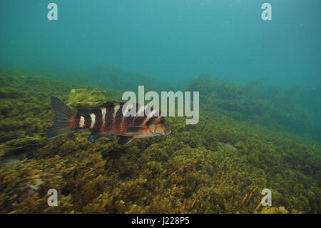 Roten Moki Cheilodactylus Spectabilis schwimmen oben Weide braun Shortsea Unkraut auf flachem Boden. Stockfoto