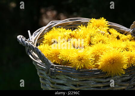 Löwenzahn in Korb Stockfoto