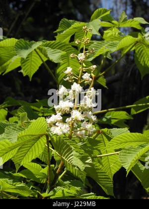 Weiße Rosskastanie Frühling Blüte, Zagreb, Kroatien, Europa, 3 Stockfoto