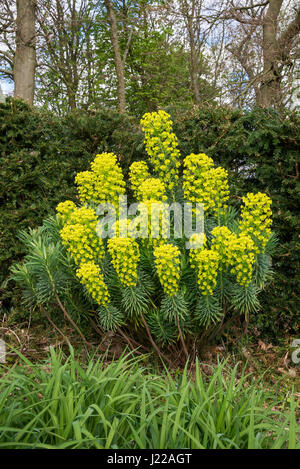 Euphorbia Characias Wulfenii, eine winterharte Pflanze mit lebendige grüne und gelbe Blüten im Frühjahr. Stockfoto