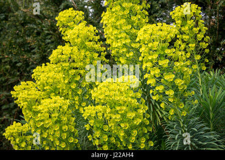 Euphorbia Characias Wulfenii, eine winterharte Pflanze mit lebendige grüne und gelbe Blüten im Frühjahr. Stockfoto