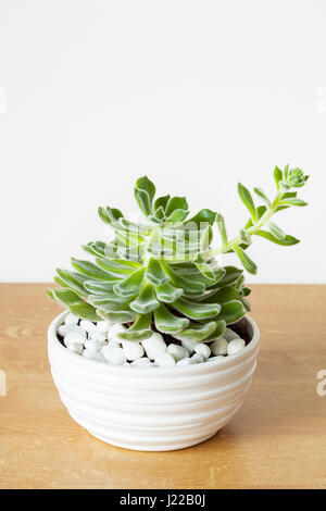 Zimmerpflanze Echeveria Leucotricha im weißen Topf Stockfoto