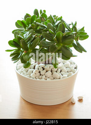 Zimmerpflanze Crassula Ovata jadeAnlage Geldbaum im weißen Topf