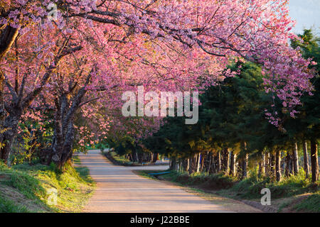 Kirschblüte Weg in Khun Wang Chiang Mai, Thailand. Stockfoto