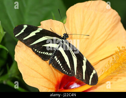 Zebra Longwing oder Zebra Heliconian Schmetterling (Heliconius Charithonia) auf einer tropischen Hibiskus Blume Stockfoto