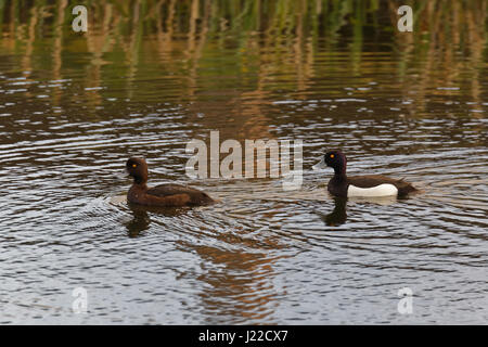 Forth und Clyde Canal, Vereinigtes Königreich Reiherenten Aythya Fuligula paar männliche weibliche Tauchenten Stockfoto