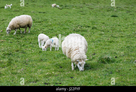 UK Tierhaltung Industrie, Lämmer Saison: weißes Schaf Frühjahr Lämmer grasen friedlich in einem Feld in ländlichen Gloucestershire, Südwest-England Stockfoto