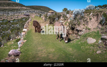 Esel an der Isla del Sol Wanderweg am Titicaca-See - Bolivien Stockfoto