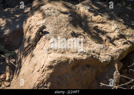 Eine westlichen Zaun-Eidechse klettert ein Fels auf Mount Tamalpais in Marin County, Kalifornien. Stockfoto