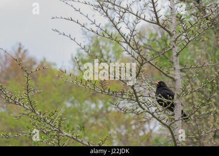Merl / Amsel (Turdus Merula) sitzt auf einem Ast eines Baumes goldenen Lärchen (Pseudolarix Amabilis) Stockfoto