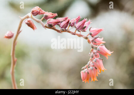 Blühende Blumen einer echeveria Lilacina. Eine Pflanze in der Familie der Crassulaceae. Stockfoto