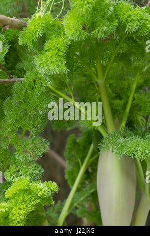 Nahaufnahme einer wachsenden Ferula Pflanze (Ferula Communis Ferula Tenuisecta Korowin) Stockfoto