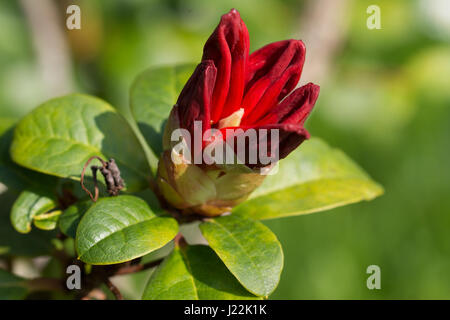 Nahaufnahme von der Rhododendron-Kluis-Triumph Stockfoto