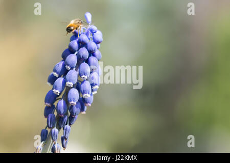 Eine Honigbiene (Apis Mellifera) sammelt Pollen von einer Blume Traubenhyazinthen (Muscari Neglectum) - Honigbiene (Apis Mellifera) Sammelt Blütenpollen. Stockfoto