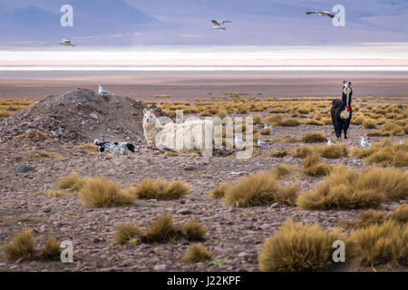 Lamas in Bolivean Altiplano - Abteilung Potosi, Bolivien Stockfoto