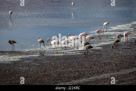 Flamingos in der Laguna Colorada (rote Lagune) Bolivean Altiplano - Abteilung Potosi, Bolivien Stockfoto