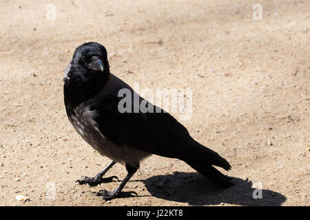 AAS-Krähe (Corvus Corone) an einem sonnigen Tag zu Fuß. Aaskrähe/Nebelkrähe (Covus Corone) Stockfoto