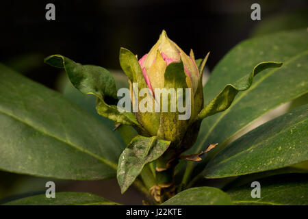 Close-up auf einer geschlossenen Rhododendron-Blüte. Stockfoto