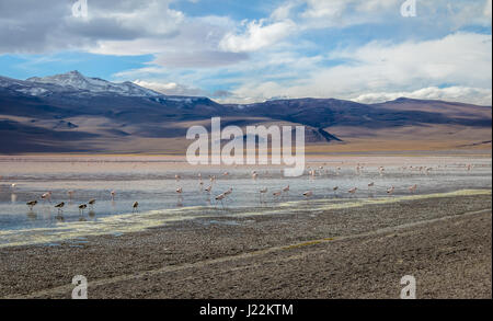 Laguna Colorada (rote Lagune) Bolivean Altiplano - Abteilung Potosi, Bolivien Stockfoto