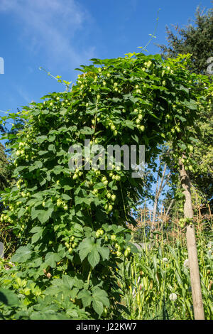 Hopfen-Pflanze wächst auf einem Gitter mit Zuckermais im Hintergrund, in Bellevue, Washington, USA.  Hopfen werden die weiblichen Blüten (Samen Kegel, Strobiles) Stockfoto
