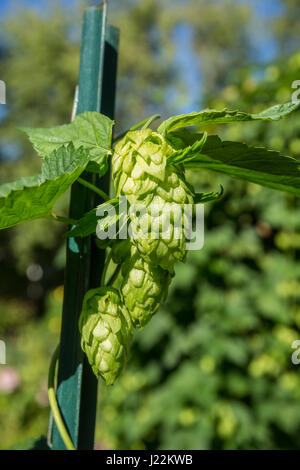 Hopfen-Pflanze wächst auf einem Gitter in Bellevue, Washington, USA.  Hopfen werden die weiblichen Blüten der Gattung Hopfen Humulus Lupulus (Samen Kegel, Strobiles); Stockfoto