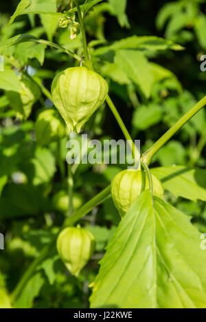 Tomatillo-Pflanze wächst in einem Garten in Issaquah, Washington, USA Stockfoto