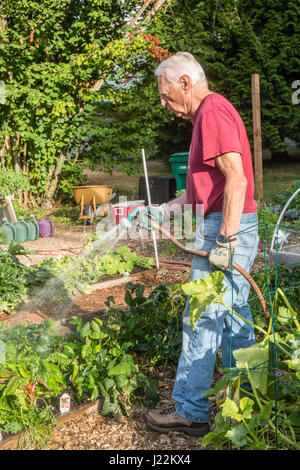 Männliche Gärtnermeister Bewässerung ausgelöst Bett Gartenarbeit Grundstücke in einem Gemeinschaftsgarten in Issaquah, Washington, USA Stockfoto