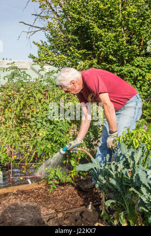 Männliche Gärtnermeister Bewässerung Tomatenpflanzen in einem Hochbeet im Garten-Grundstück in einem Gemeinschaftsgarten in Issaquah, Washington, USA Stockfoto