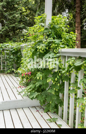 Hopfen-Pflanze mit Zapfen wächst als Kletterpflanze an der Seite der Haustreppe in Issaquah, Washington, USA Stockfoto