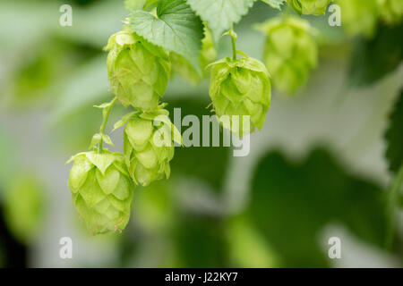 Nahaufnahme der Hopfen-Zapfen in Issaquah, Washington, USA.  Hopfen werden die weiblichen Blüten der Gattung Hopfen Humulus Lupulus (Samen Kegel, Strobiles); als ein mai Stockfoto