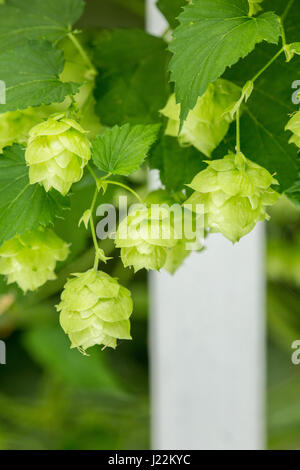 Nahaufnahme der Hopfen-Zapfen in Issaquah, Washington, USA.  Hopfen werden die weiblichen Blüten der Gattung Hopfen Humulus Lupulus (Samen Kegel, Strobiles); als ein mai Stockfoto