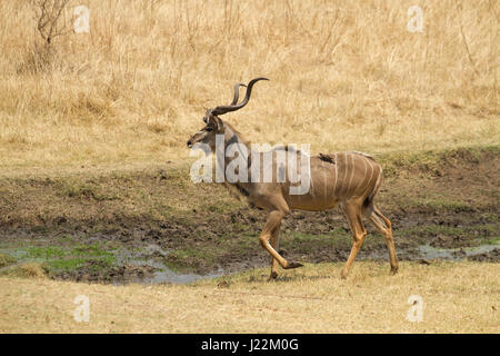 Männliche Kudu mit rot-billed Oxpecker Vögel auf dem Rücken zu Fuß in das Nakavango Anwesen ist Teil der Victoriafälle Private Game Reserve. Stockfoto