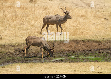 Zwei männliche Kudu mit einem trinken aus einem Wasserloch auf dem Nakavango Anwesen ist Teil der Victoriafälle Private Game Reserve. Stockfoto