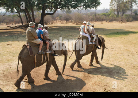 Touristen, die Reiten auf zwei Elefanten in der Nähe von Victoria Falls, Simbabwe, Afrika Stockfoto