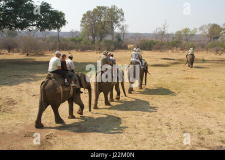 Touristen, die auf vier Elefanten in der Nähe von Victoria Falls, Simbabwe, Afrika Stockfoto