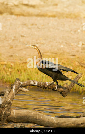 Afrikanische Darter mit Flügeln teilweise, ruht auf einem Baumstamm in den Chobe Fluss im Chobe Nationalpark, Botswana, Afrika Stockfoto