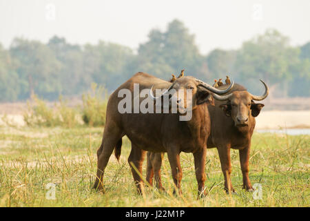 Zwei weibliche Cape oder afrikanischer Büffel mit rot-billed Oxpeckers auf dem Rücken, in der Nähe der Sambesi in Lower Zambezi National Park, Sambia, Afrika Stockfoto