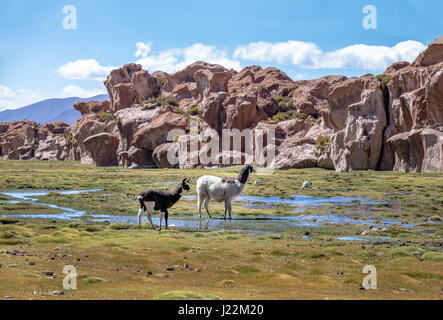 Lamas in Bolivean Altiplano mit Felsformationen auf Hintergrund - Abteilung Potosi, Bolivien Stockfoto