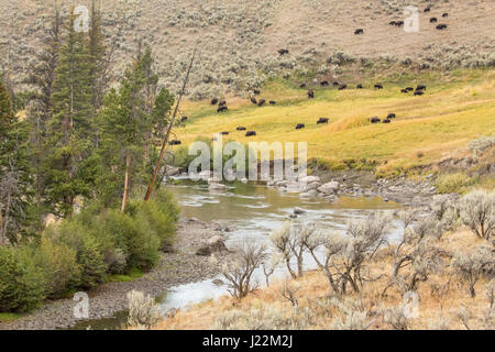 Pebble Creek Landschaft in das Lamar Valley mit Bison Herde Weiden in der Ferne, im Yellowstone-Nationalpark, Wyoming, USA Stockfoto