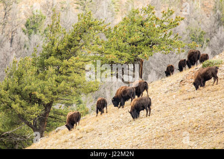 Bison-Herde weiden auf einem steilen Hang im Yellowstone-Nationalpark, Wyoming, USA Stockfoto