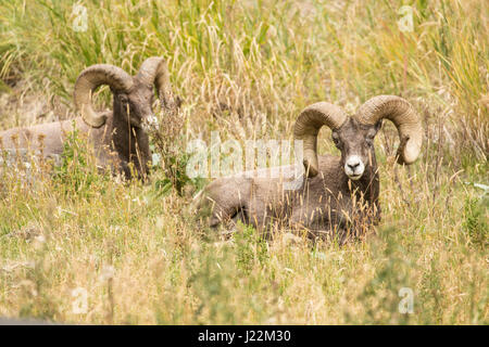 Zwei männliche Dickhornschafe ruht im Yellowstone-Nationalpark, Wyoming, USA Stockfoto