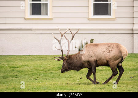 Bull Elk in den Prozess der liegen in der Nähe von Mammoth Hot Springs Hotel in Yellowstone Nationalpark, Wyoming, U Stockfoto